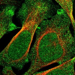 FGD3 Antibody, Novus Biologicals:Antibodies:Primary Antibodies